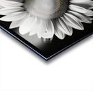 Twin Souls – Monochrome Sunflower Pair Print Acrylic print