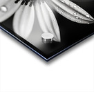 Shadow Petals – Monochrome Floral Elegance Print Acrylic print