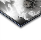 Silver Petals – Black & White Daisy Art Print Acrylic print