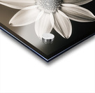 Sumptuous – Soft-Glow Daisy Monochrome Art Print Acrylic print