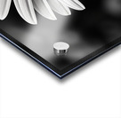 Serendipitous – Dew-Kissed Daisy Monochrome Art Print Acrylic print