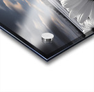 Silent Harmony – Black & White Garden Daisy Art Print Acrylic print