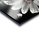 Bloomed Affinity – Monochrome Daisy Duo Art Print Acrylic print