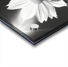 Posture – Minimal Daisy Monochrome Art Print Acrylic print