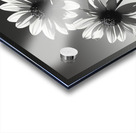 Soulful Blooms – Black & White Sunflower Art Print Impression Acrylique