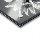 Vitamin D - Black & White Sunflower Art Print Acrylic print