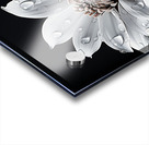 Petal Portrait – Reflective Floral Art Print Acrylic print