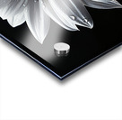 Majestic Macro – Monochrome Sunflower Close-Up Art Print Acrylic print