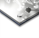 Whispers of the Sun – Minimal Daisy Art Print Acrylic print