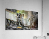 Innocent Innocent Prowler - Wild Feline Portrait Art Prints Acrylic Print