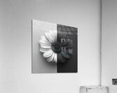 50 50 - Black & White Floral Art Prints Acrylic Print