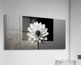 Solo - Minimal Floral Art Prints Impression acrylique
