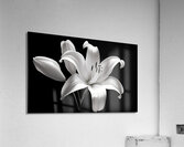 Lily Of The Light - Monochrome Lily Floral Art Prints Acrylic Print