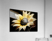 Petal Perspective 48 - Macro Floral Art Prints Acrylic Print