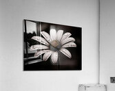 Petal Perspective 44 - Macro Floral Art Prints Impression acrylique