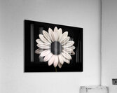 Petal Perspective 31 - Macro Floral Art Prints Acrylic Print