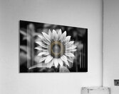 Petal Perspective 5 - Macro Floral Art Prints Acrylic Print