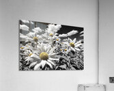 Motion Blur - Abstract Floral Motion Art Prints Acrylic Print