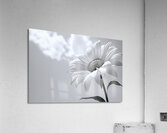 Helianthus Debilis - Botanical Sunflower Study Art Prints Acrylic Print