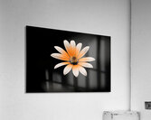 Whispers Of The Wild Daisy - Monochrome Floral Art Prints Acrylic Print