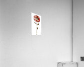 Plaid Botanica 22 - Contemporary Floral Art Prints Impression acrylique