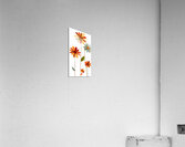 Plaid Botanica 18 - Modern Floral Art Prints Acrylic Print