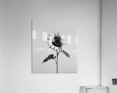 Sunflower Selfie 3 - Sunflower Portrait Art Prints Acrylic Print