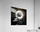 Sunflower Selfie 1 - Sunflower Portrait Art Prints Acrylic Print
