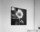 Sunflower Selfie 6 - Sunflower Portrait Art Prints Acrylic Print