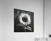 Sunflower Selfie 4 - Sunflower Portrait Art Prints Acrylic Print