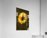 Grace Doree - Golden Grace - Sunflower Portrait Art Prints Acrylic Print