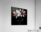 Plaid Botanica 26 - Contemporary Floral Art Prints Acrylic Print