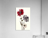 Plaid Botanica 30 - Contemporary Floral Art Prints Acrylic Print