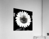 Sunflower Selfie 10 - Sunflower Portrait Art Prints Acrylic Print