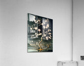 Sakura No Saku 桜の咲く - Blossom In Stillness - Japanese Cherry Blossom Art Prints Acrylic Print