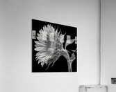 Sunflower Selfie 13 - Sunflower Portrait Art Prints Acrylic Print