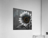 Sunflower Selfie 15 - Sunflower Portrait Art Prints Acrylic Print