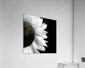 Sunflower Selfie 16 - Sunflower Portrait Art Prints Acrylic Print