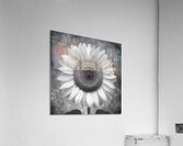 Sunflower Selfie 17 - Sunflower Portrait Art Prints Acrylic Print