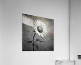 Sunflower Selfie 18 - Sunflower Portrait Art Prints Acrylic Print