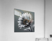 Sunflower Selfie 19 - Sunflower Portrait Art Prints Acrylic Print