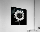 Sunflower Selfie 22 - Sunflower Portrait Art Prints Acrylic Print
