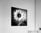 Sunflower Selfie 21 - Sunflower Portrait Art Prints Acrylic Print