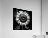 Sunflower Selfie 25 - Sunflower Portrait Art Prints Acrylic Print