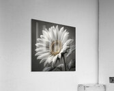 Sunflower Selfie 23 - Sunflower Portrait Art Prints Acrylic Print