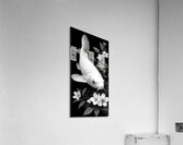 Purachina Ogon No Ketto プラチナ黄金の血統 - Platinum Ogon Bloodline - Japanese Koi Art Prints Acrylic Print