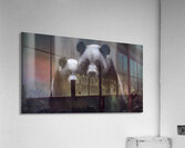 Stealth Mode - Bear Portrait Art Prints Acrylic Print