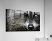 Bandit – Raccoon Portrait Art Print Acrylic Print