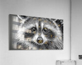 Masked Intentions – Raccoon Portrait Art Print Acrylic Print