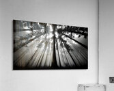 The Vertical Silence – Black & White Landscape Art Print Acrylic Print